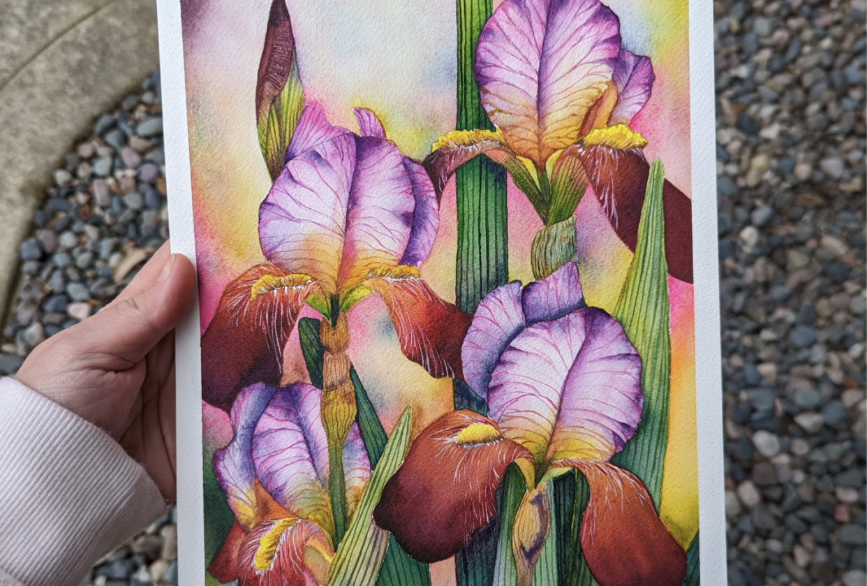 Bearded Irises - student project