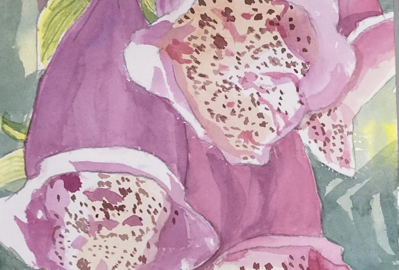 Foxglove - Mar. 20, 2024