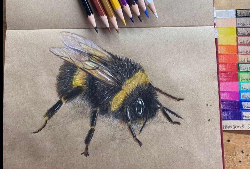 Colored Pencil Realistic Bee
