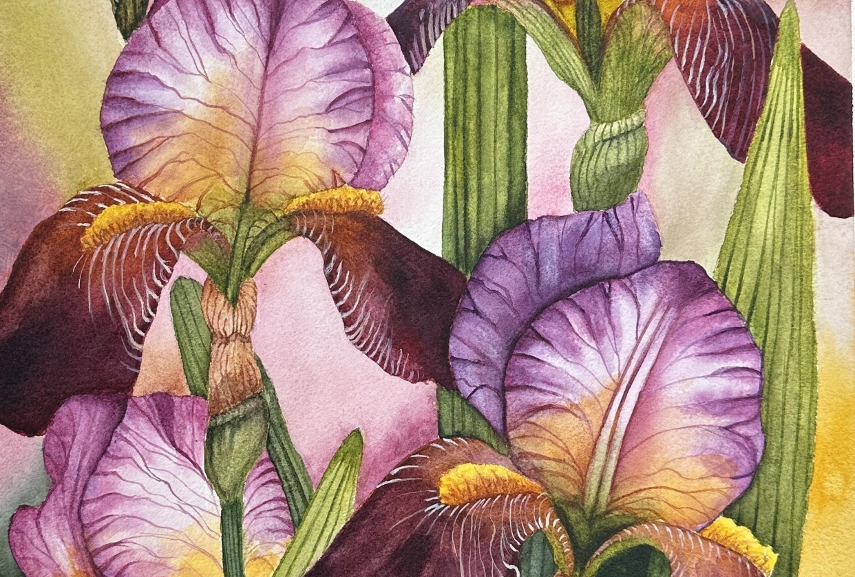 Bearded Irises - student project