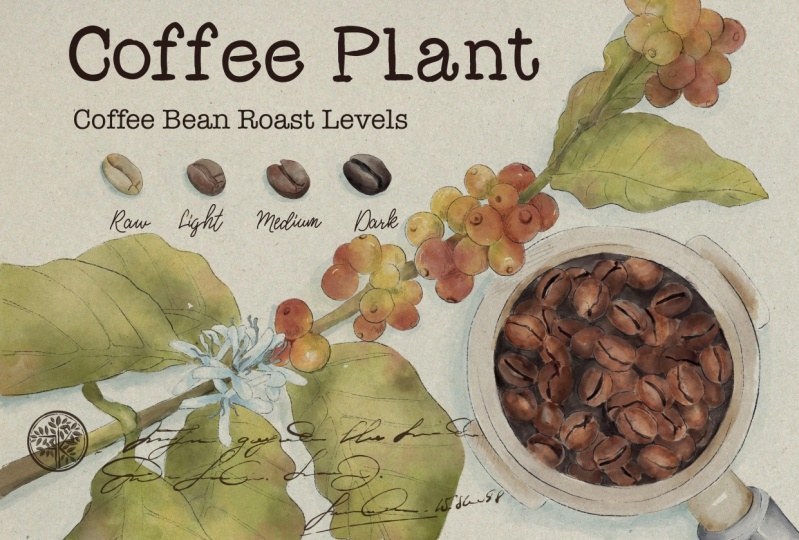 Coffee Bean