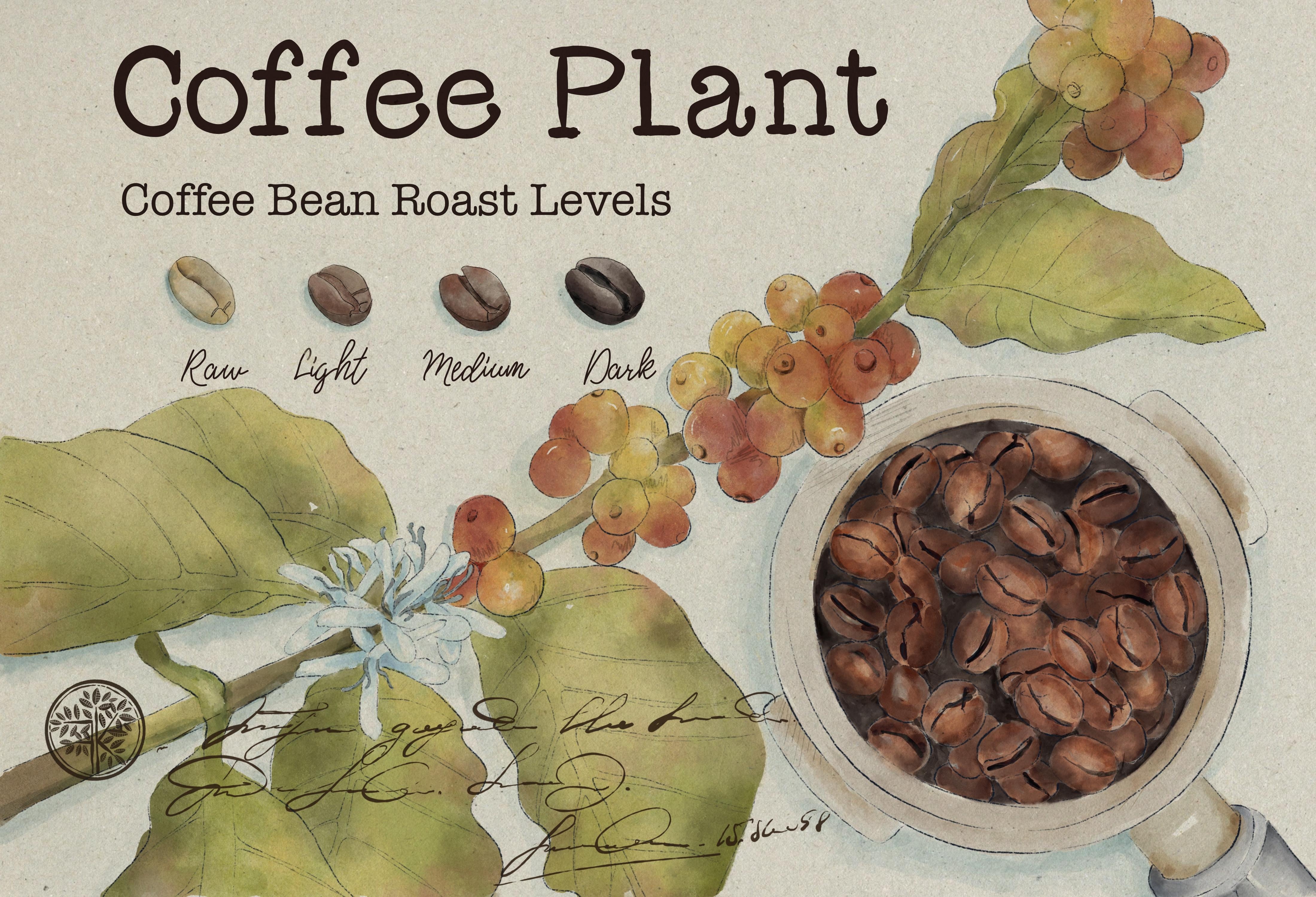 Coffee Bean - student project