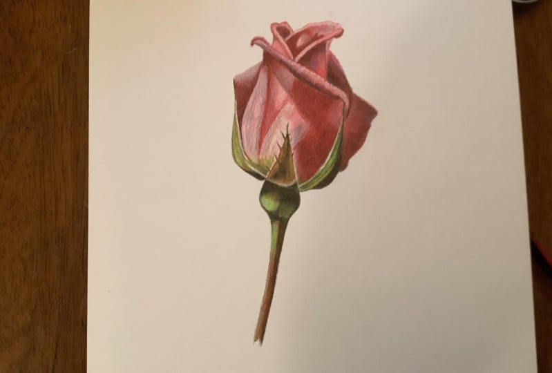 The rose
