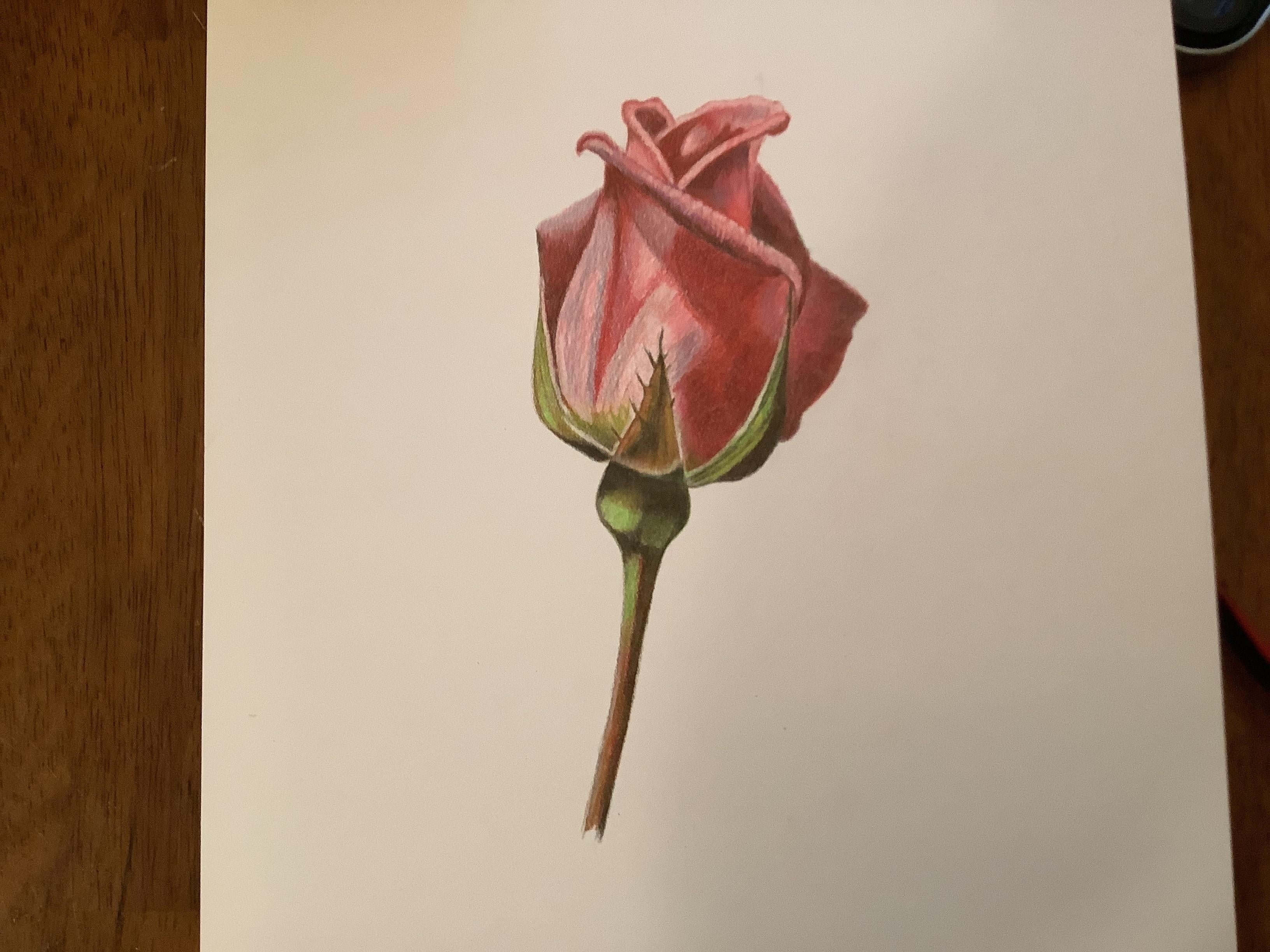 The rose - student project
