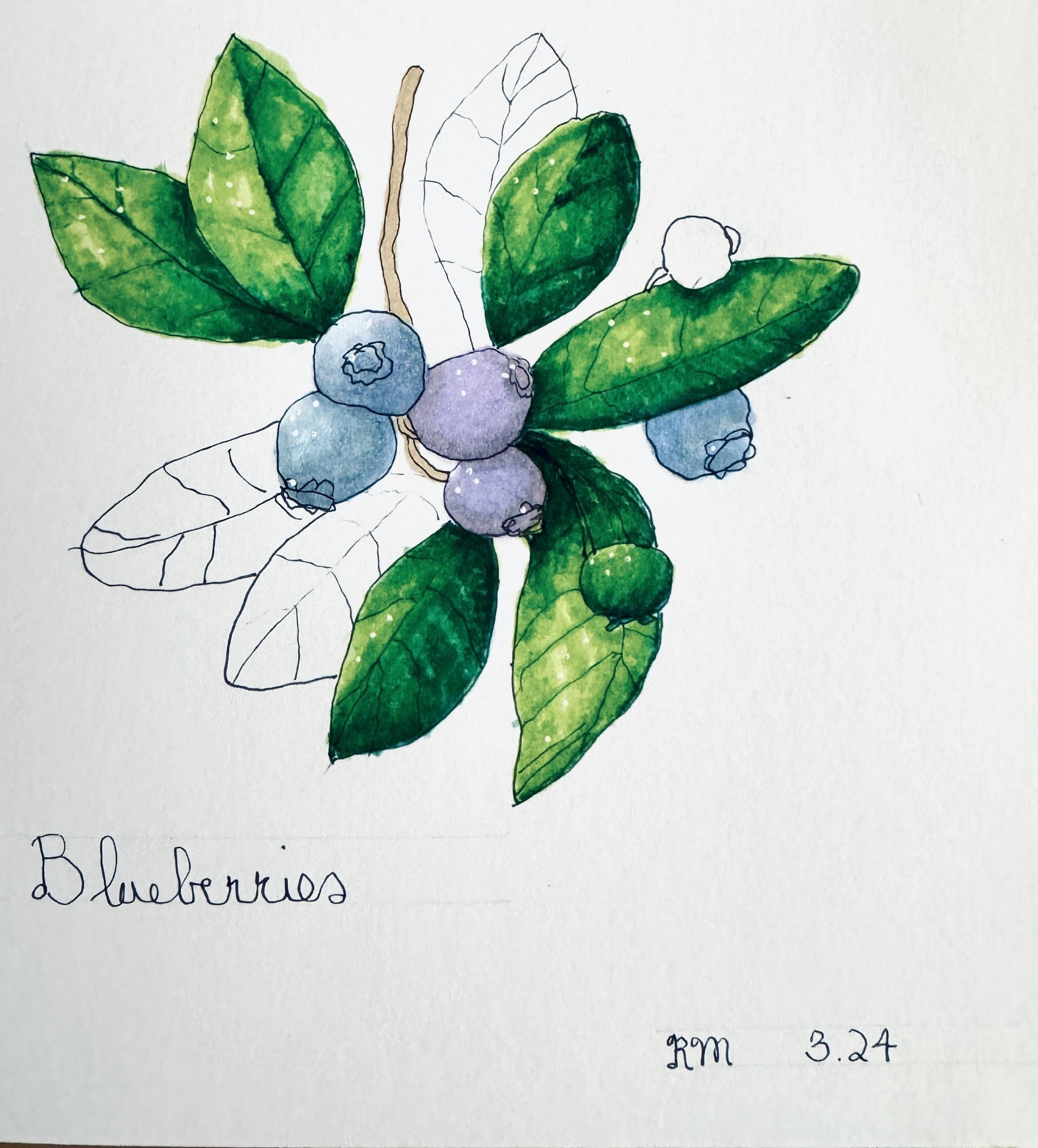 Blueberries - student project
