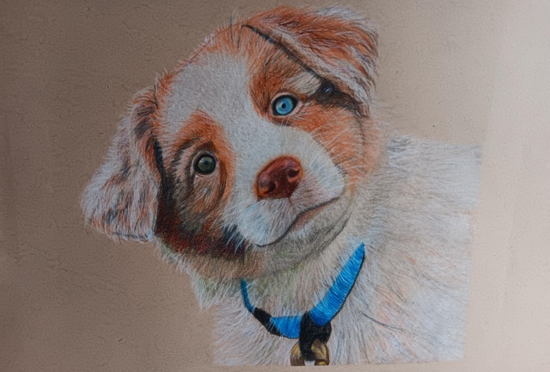 Puppy Desi