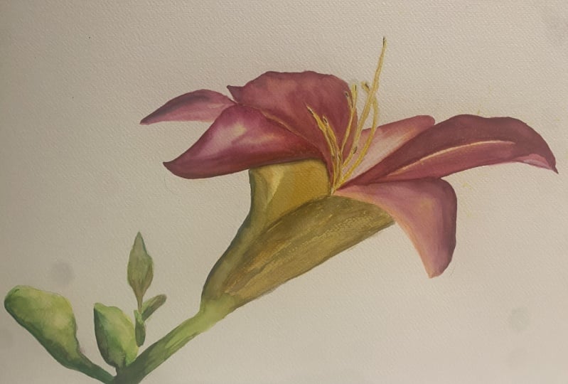 Watercolor lily