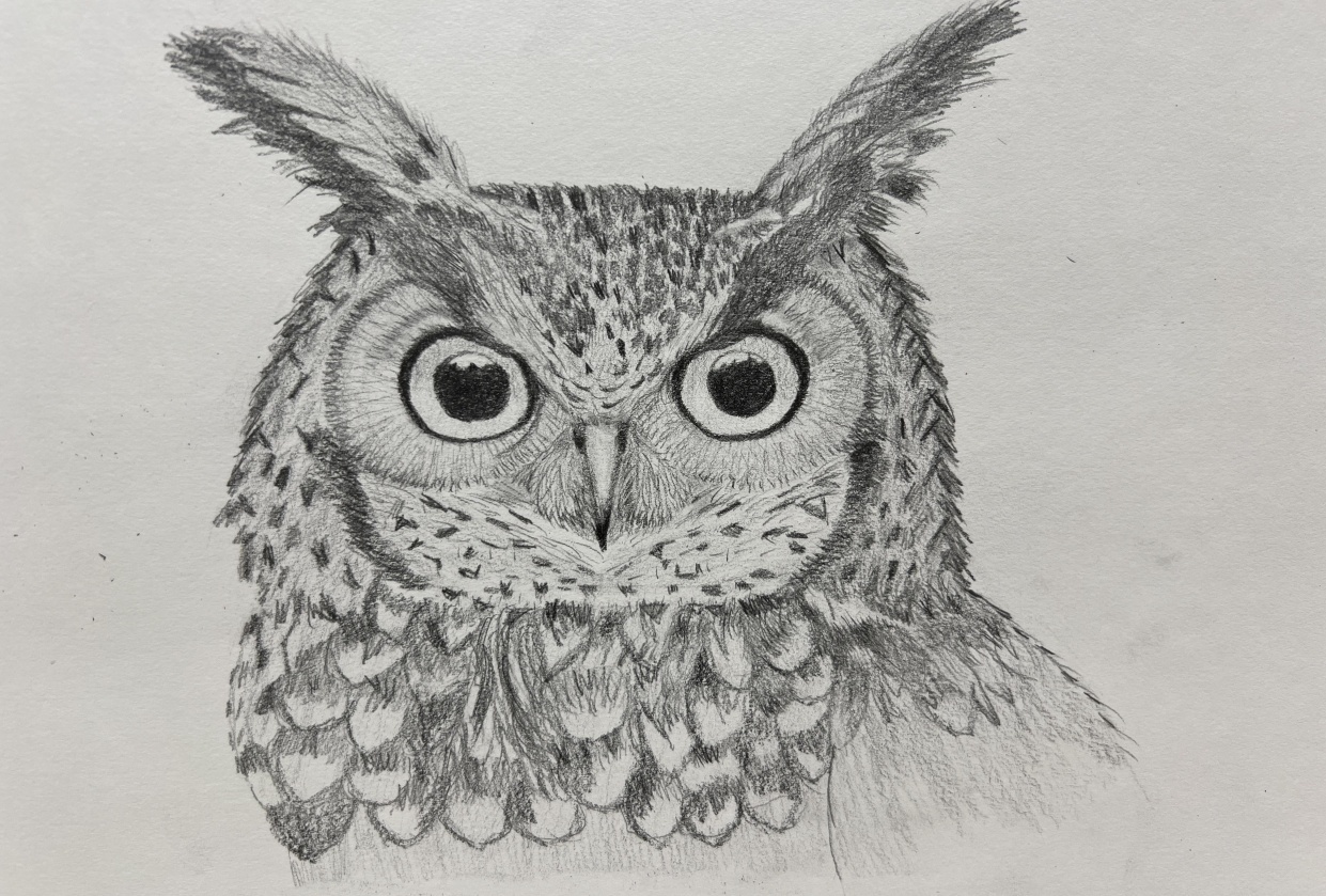 Owl - student project