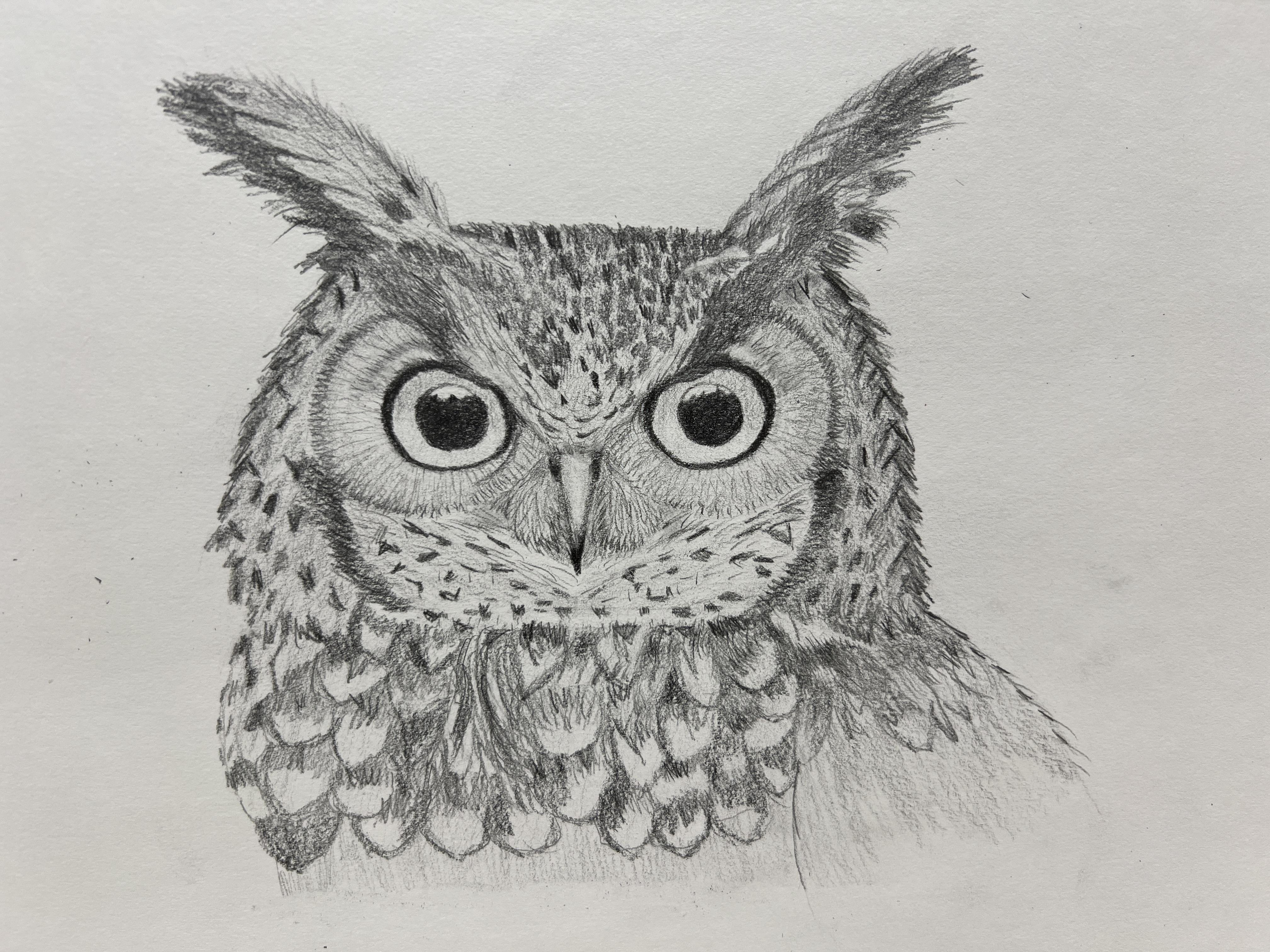 Owl - student project
