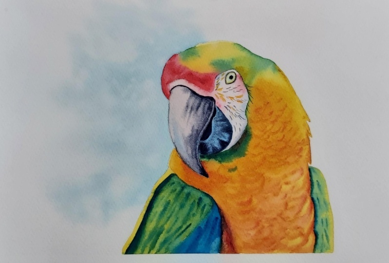 Macaw