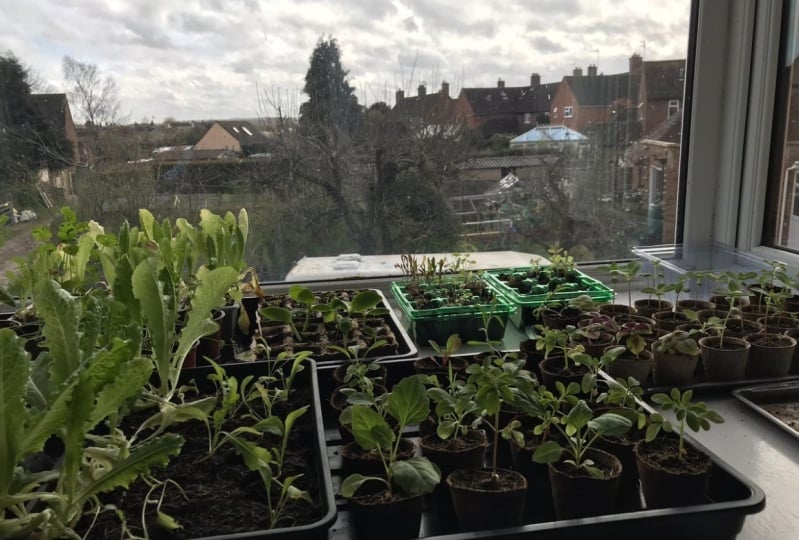 Vegetable and flower seedlings