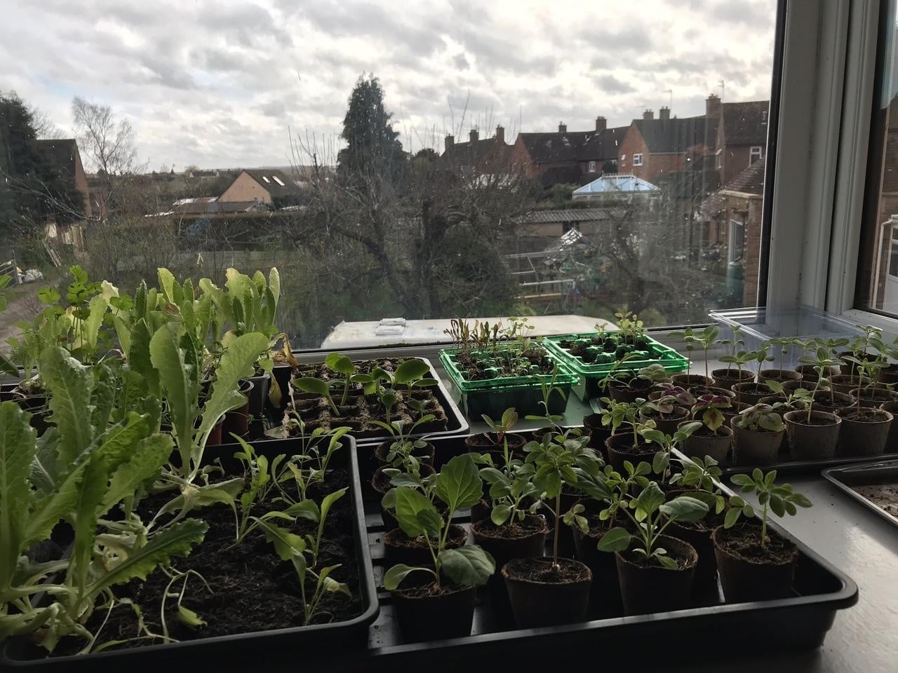 Vegetable and flower seedlings - student project