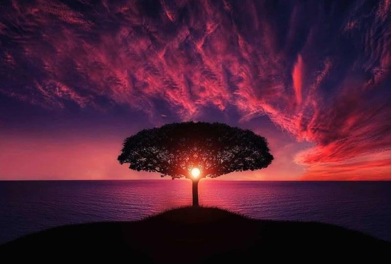 Sunset tree