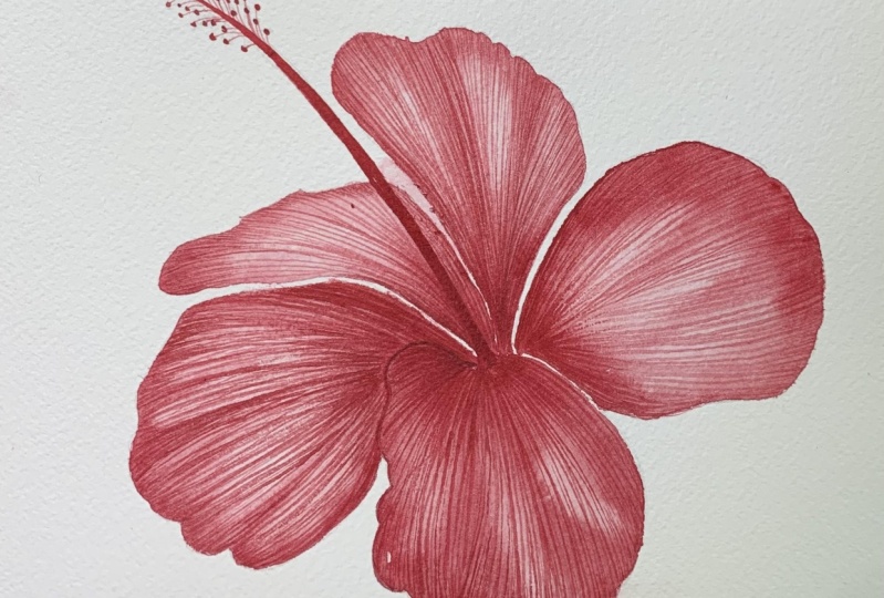 Hibiscus