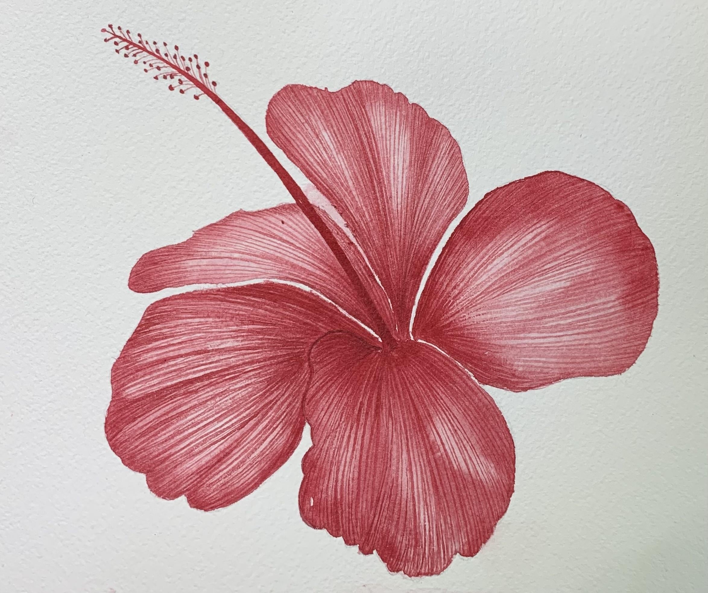 Hibiscus - student project