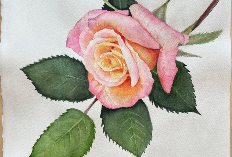 a Rose
