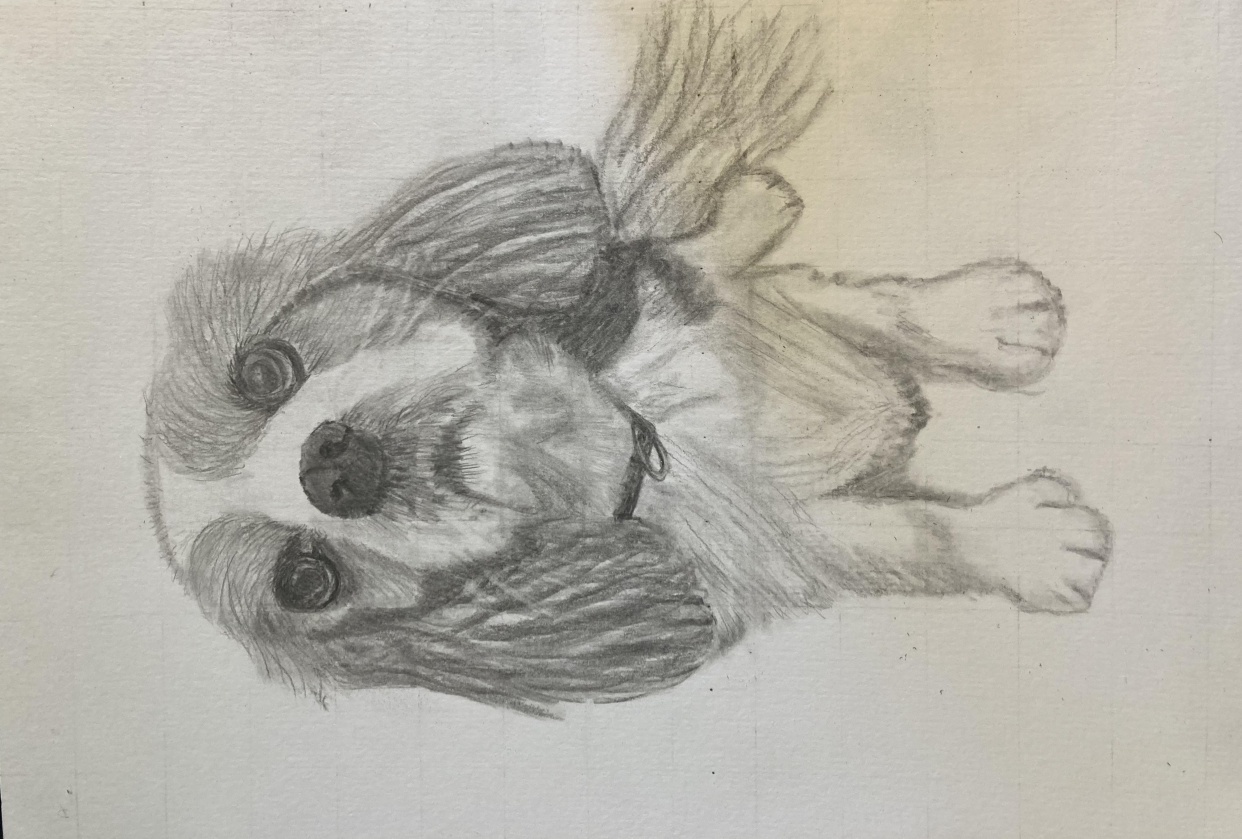 Pet Portrait - student project