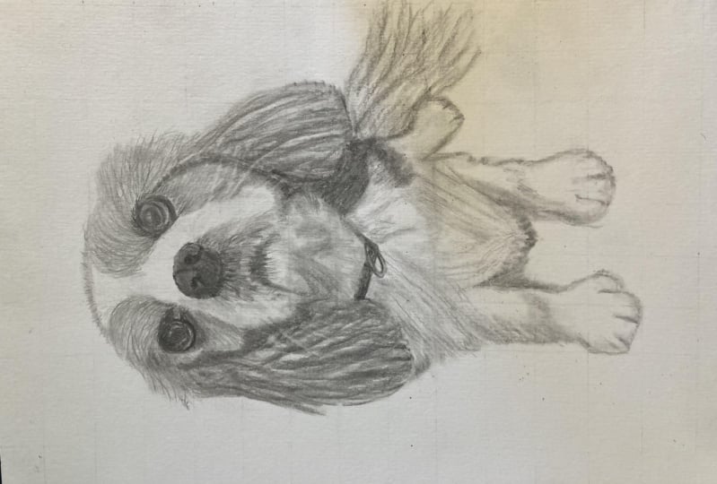 Pet Portrait