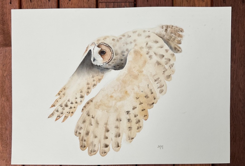 Flying Owl