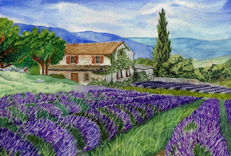 Lavender Fields