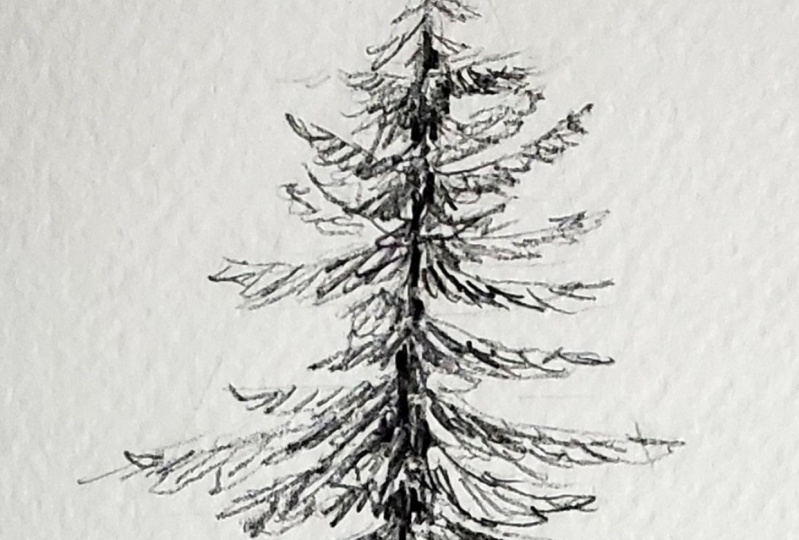 Pine trees