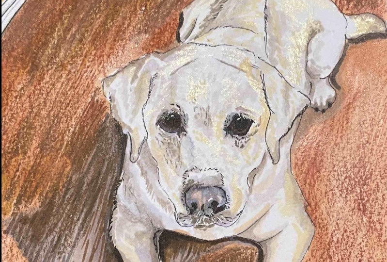 Pet Portrait