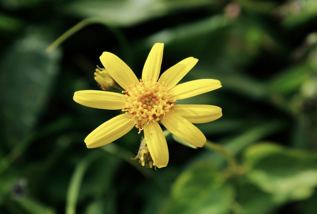 Flowerb Editing - student project
