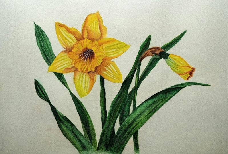 Vibrant Daffodils