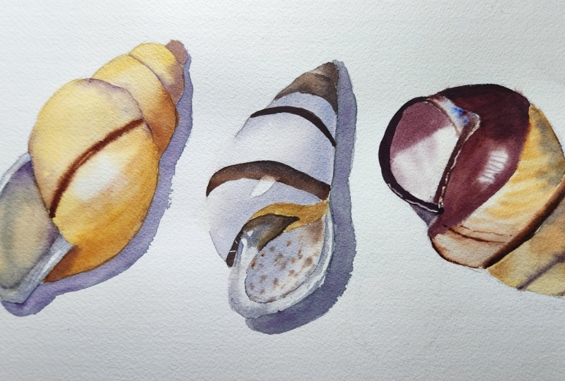 Seashells