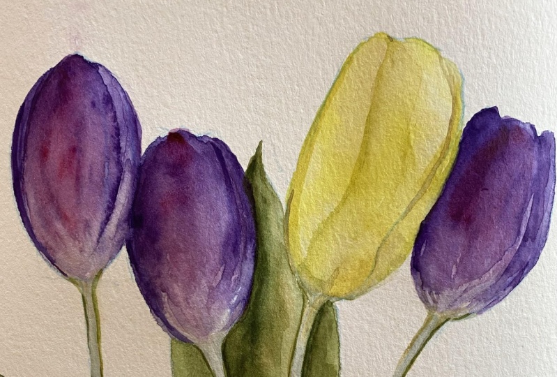 Watercolour tulips