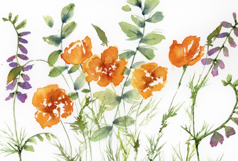 Poppies and vetch
