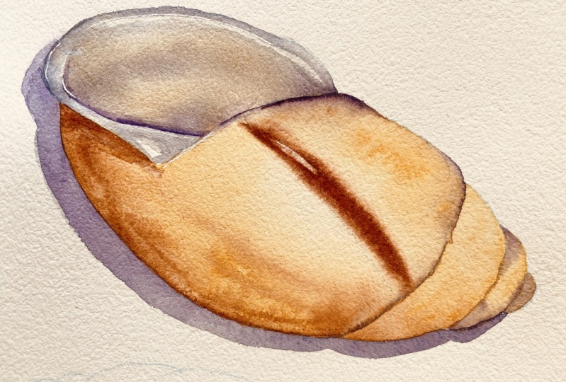 Watercolour shells