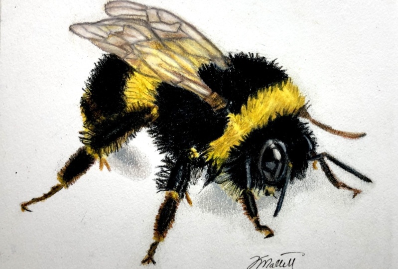 Bumblebee in colored pencils