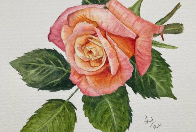 Anna's Rose