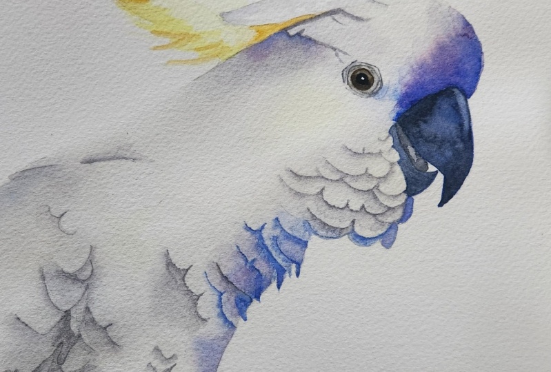 Cockatoo