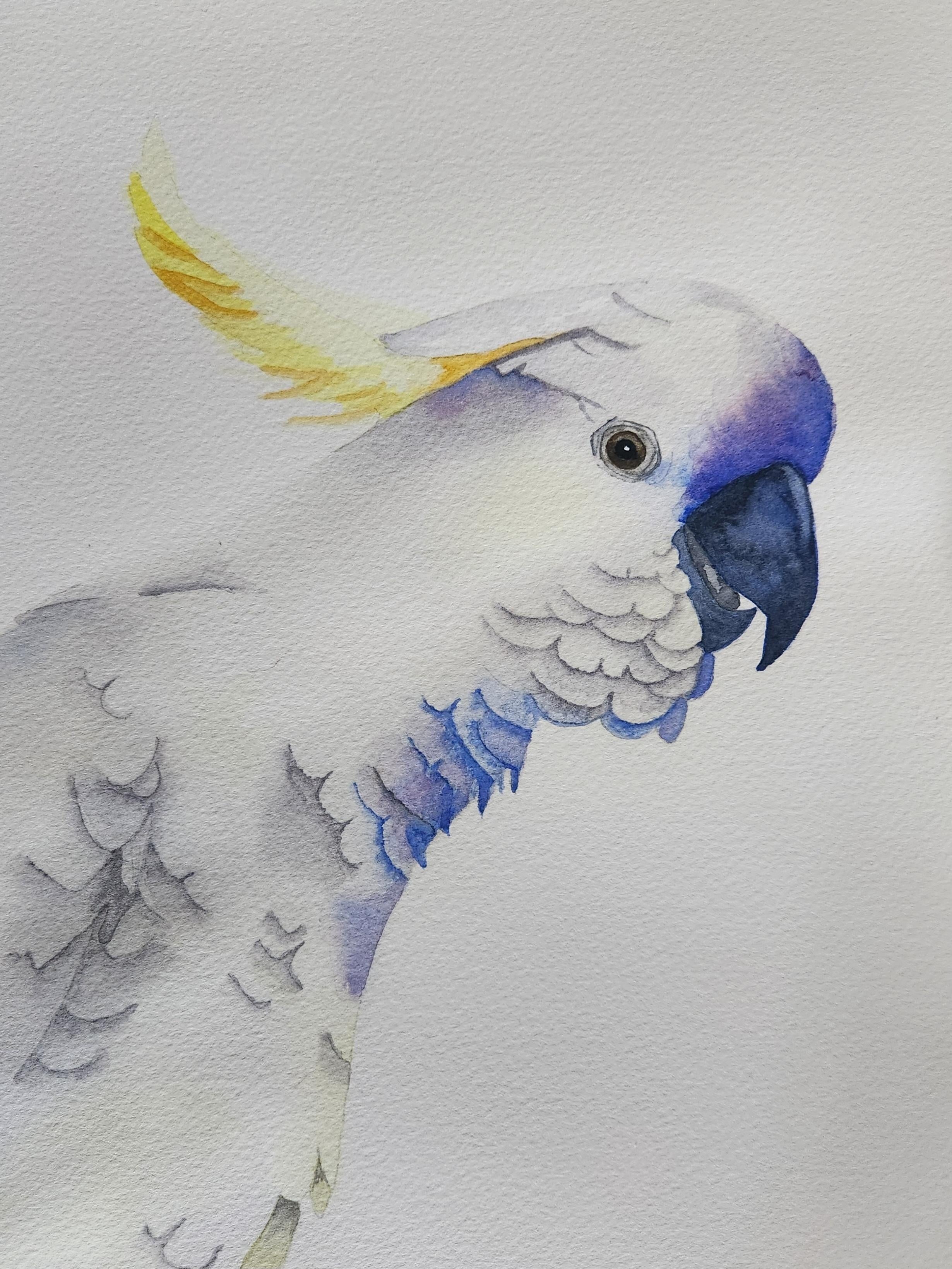 Cockatoo - student project