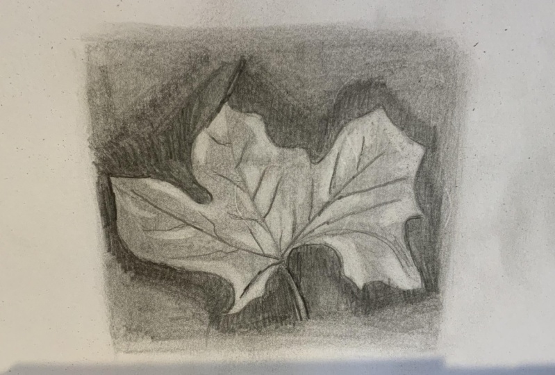 Leaf - Reverse Drawing