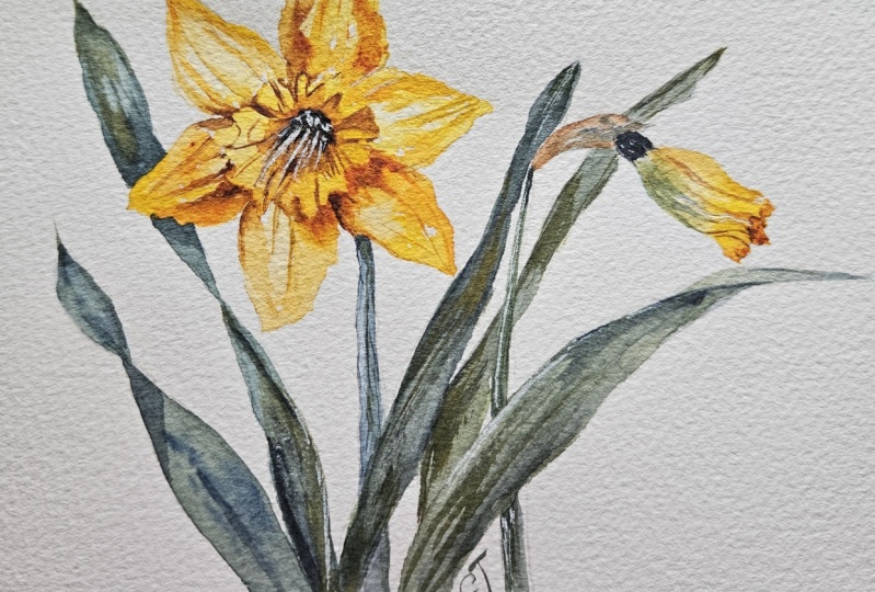 Daffodil