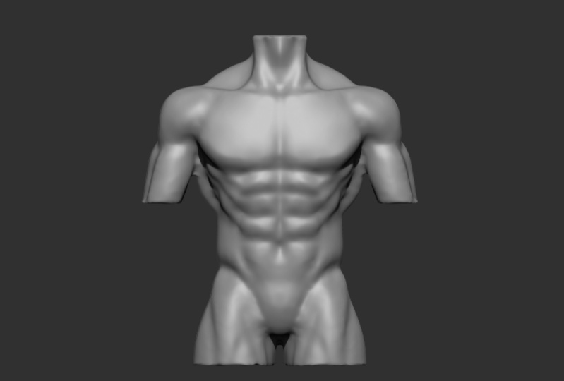 Torso