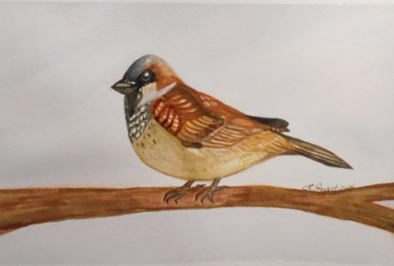 Sparrow