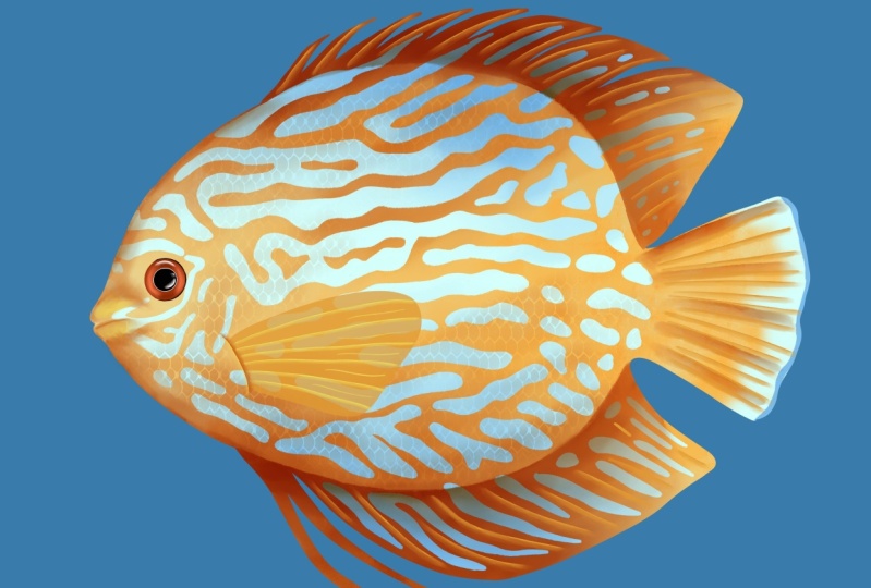 Tropical fish