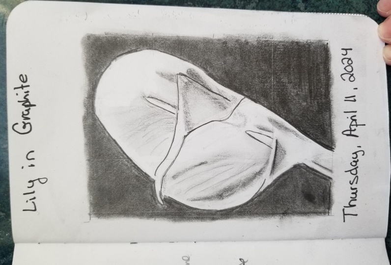 Lily in Graphite