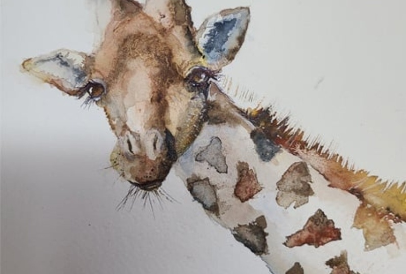 Giraffe