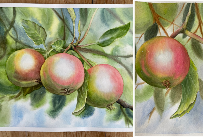 Watercolour apples