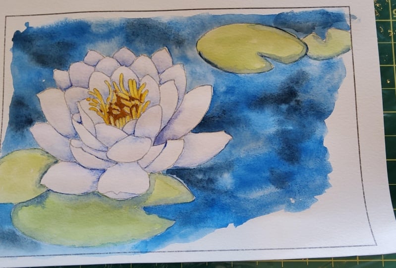 Water lily