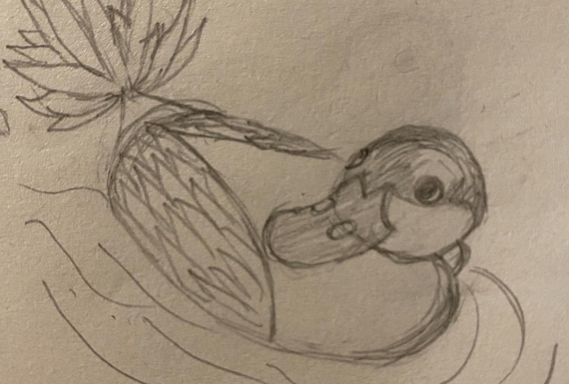 Duck sketch
