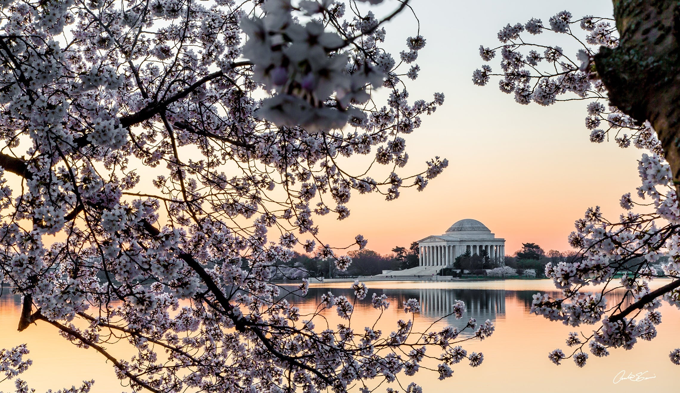 Blossoms of DC  - student project