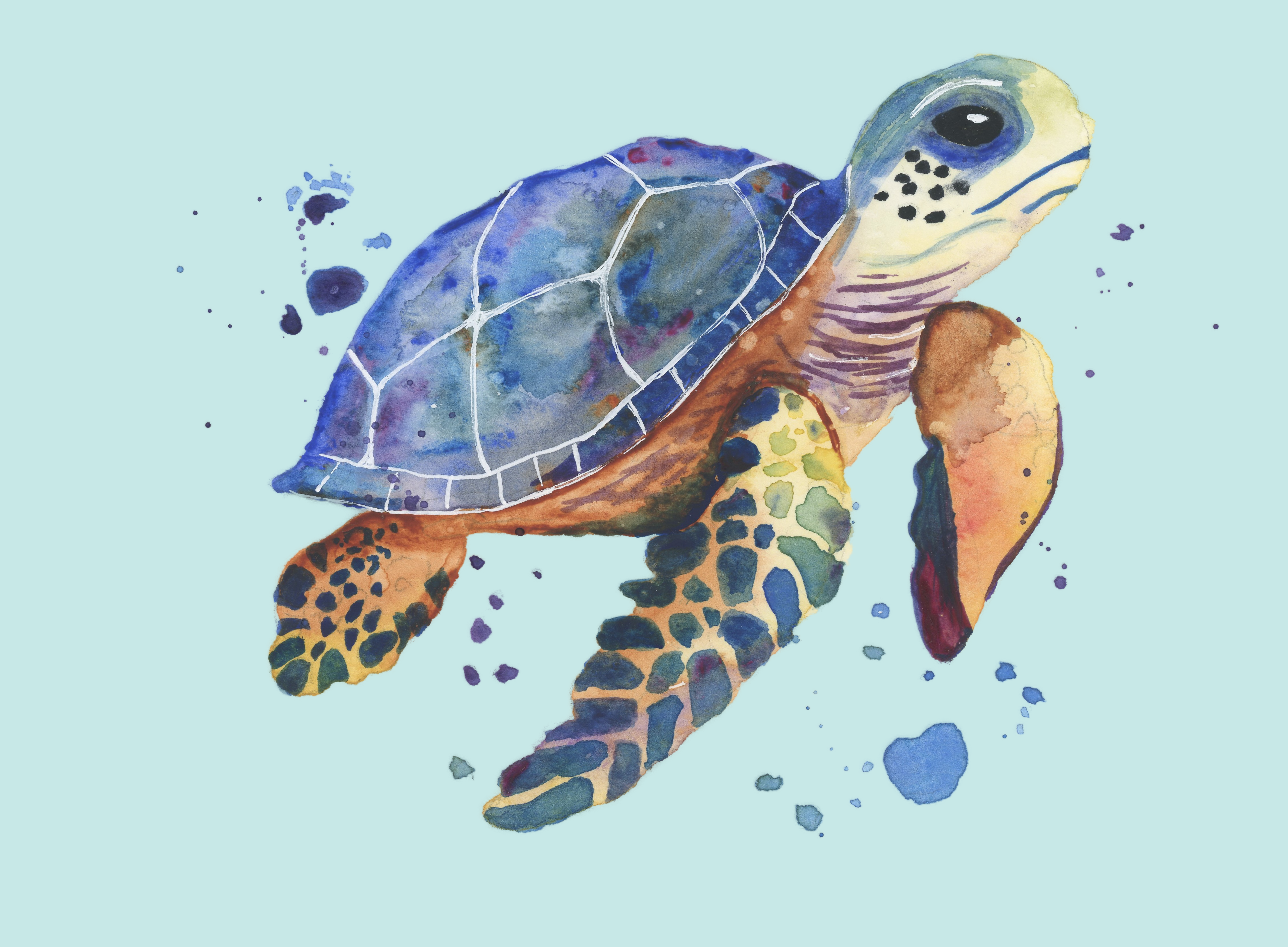 Watercolor Turtle - student project