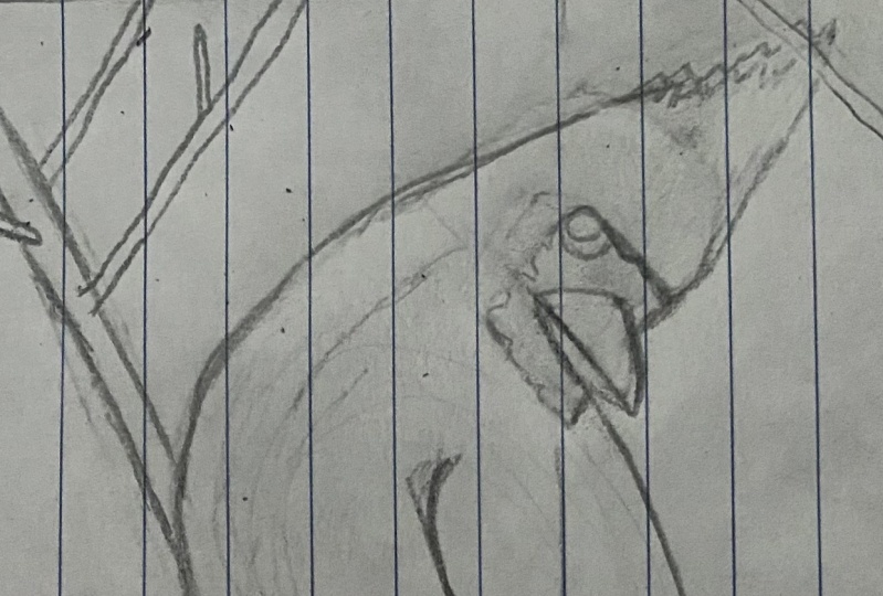 Cardinal With a side Eye