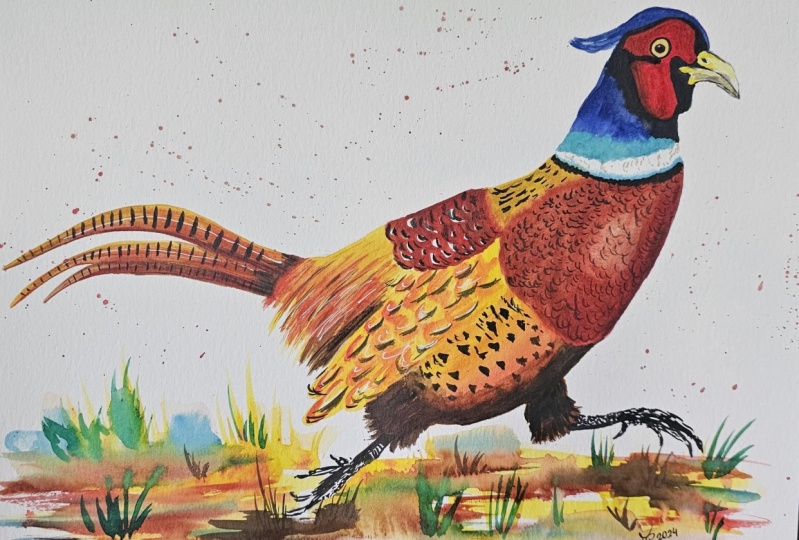 pheasant